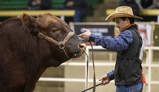 S Diamond Angus rancher showing a bull