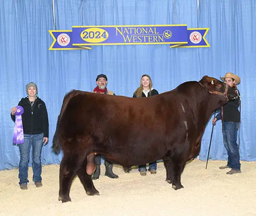 Award-winning bull at 2024 National Western