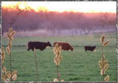Cool Spring Morning